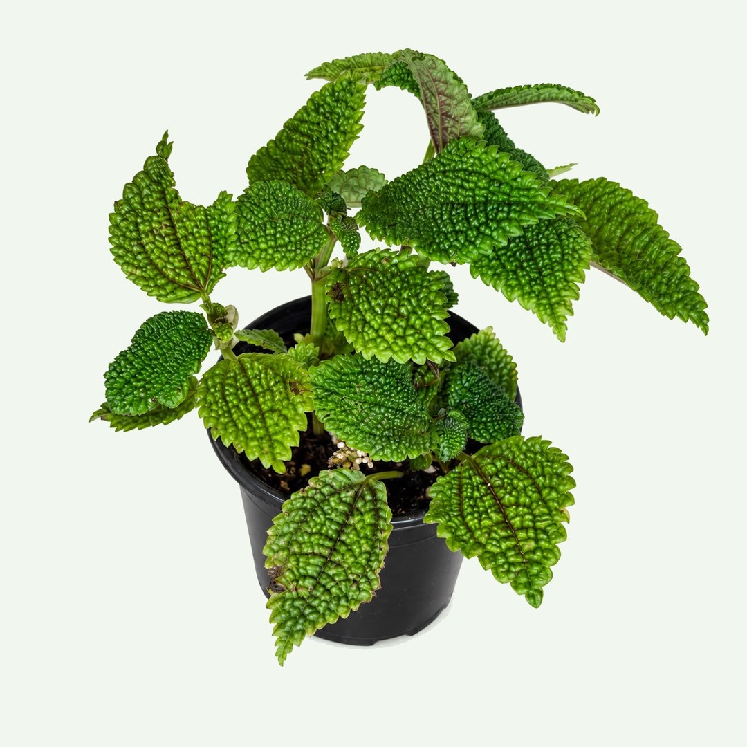 Pilea 'Moon Valley' – 4″
