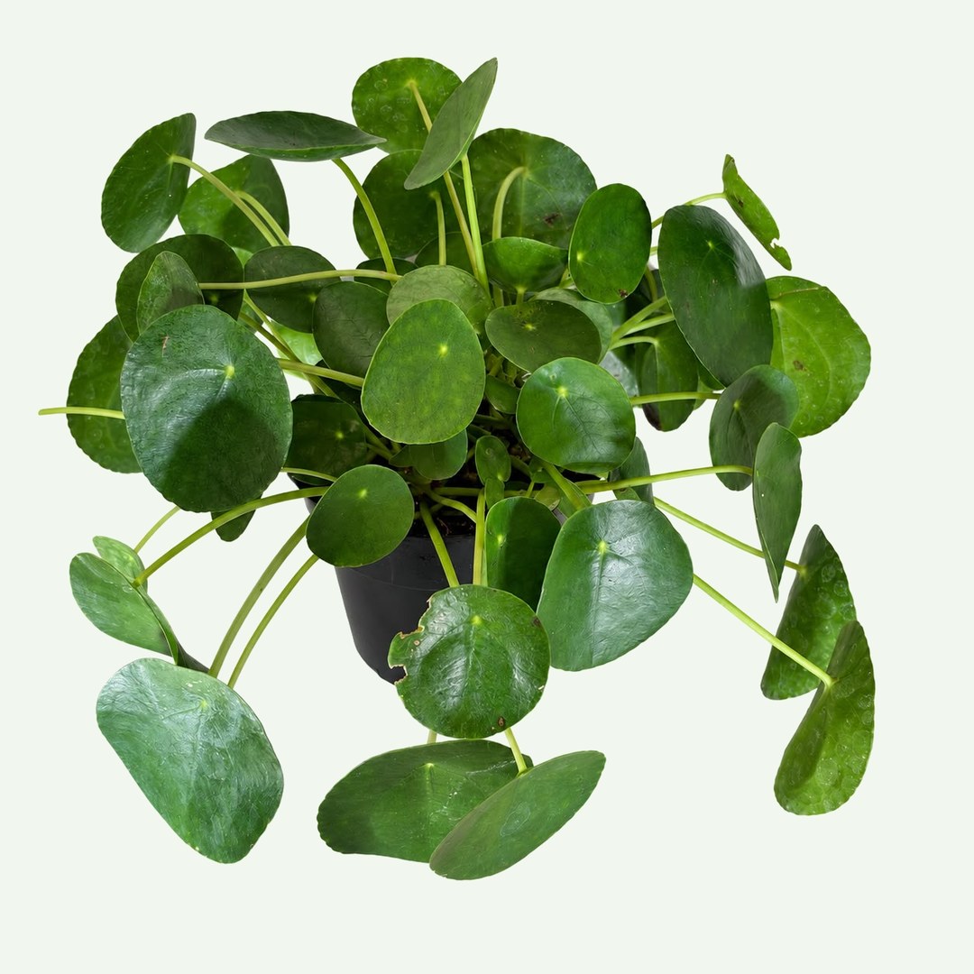 Pilea peperomioides