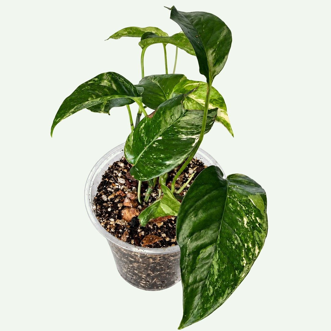 Pothos 'Albo Variegata'