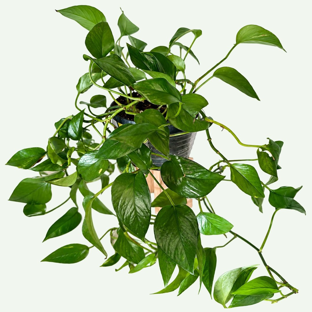 Golden Pothos