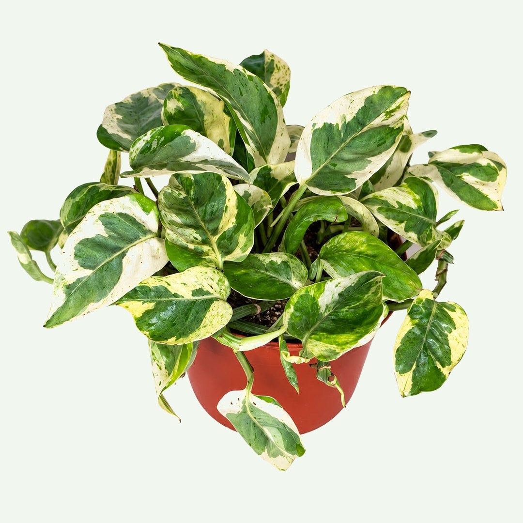 Pearls and Jade Pothos (Epipremnum aureum 'Pearls and Jade') in a 6″ nursery pot