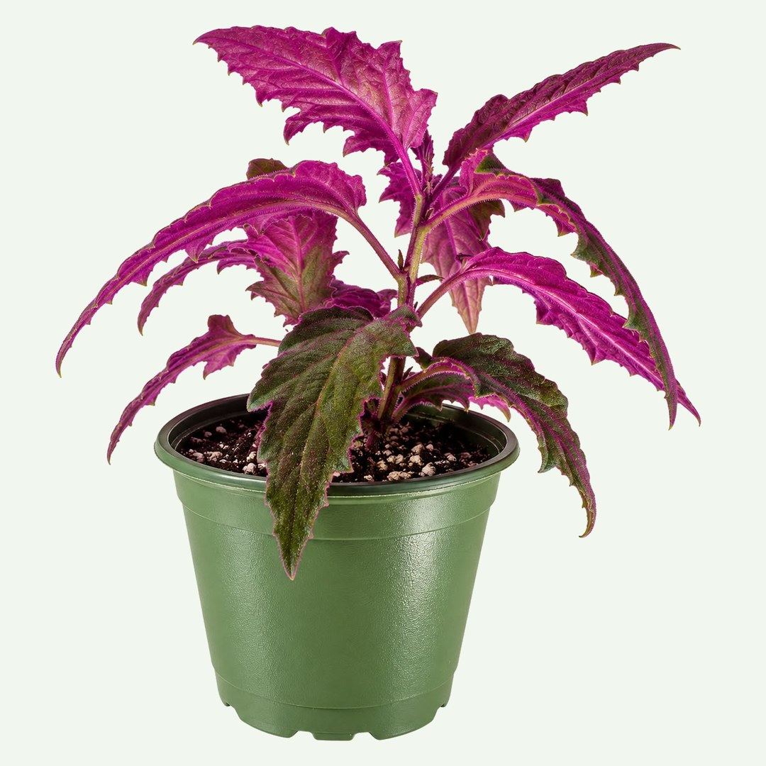 Purple Passion Plant (Gynura aurantiaca) in a 4″ nursery pot