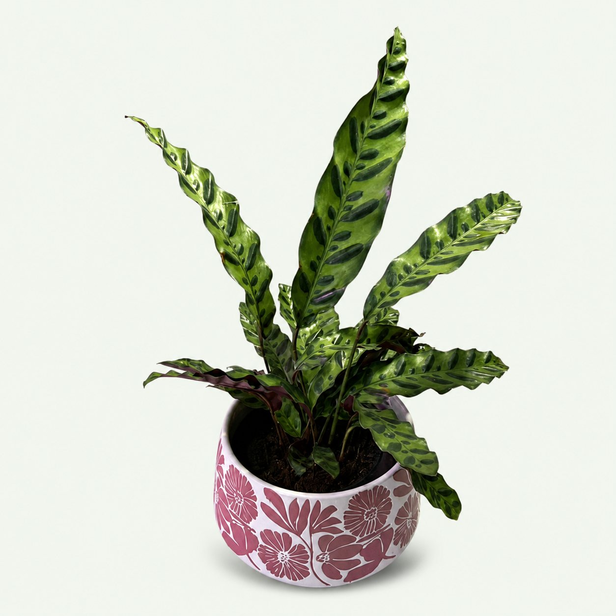 Calathea Rattlesnake