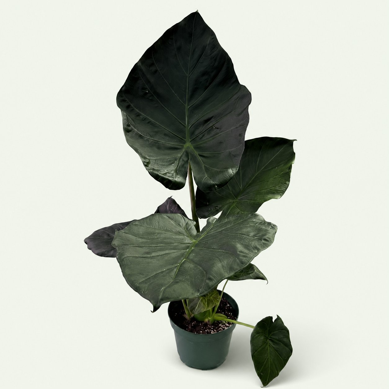 Alocasia 'Regal Shield'
