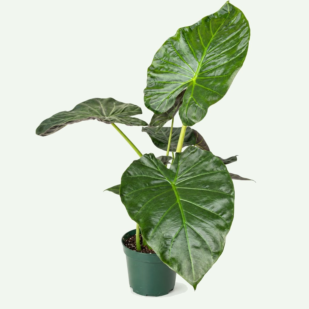 Alocasia 'Regal Shield'