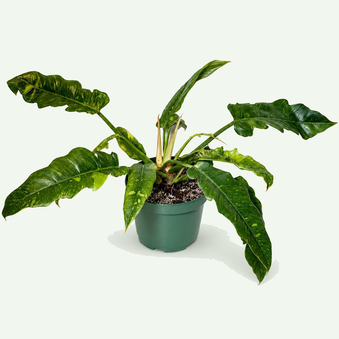Philodendron Ring of Fire