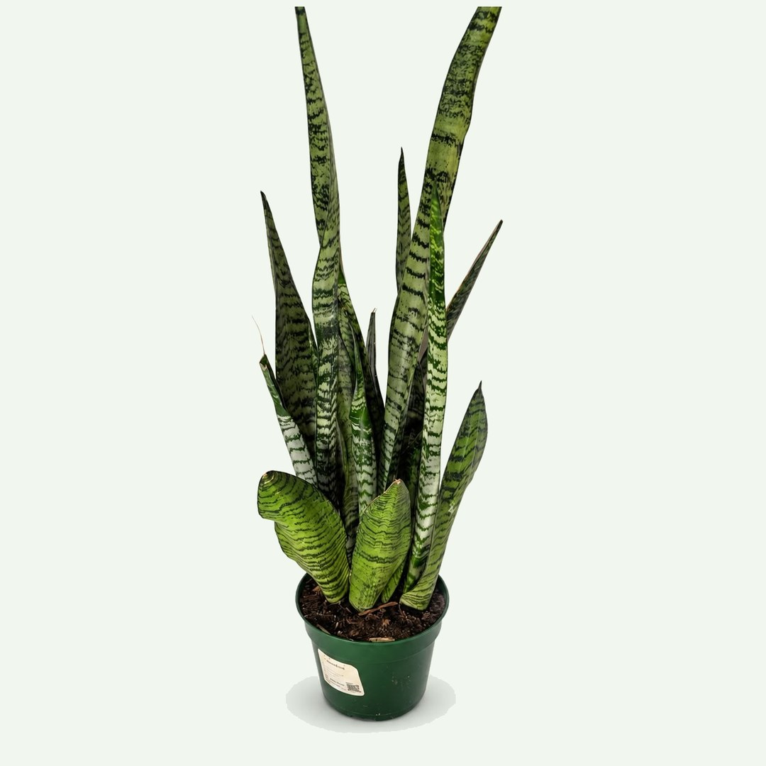 Snake Plant 'Black Coral'