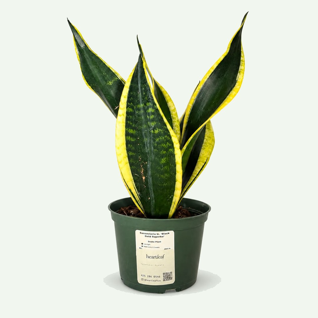 Snake Plant 'Black Gold Superba'