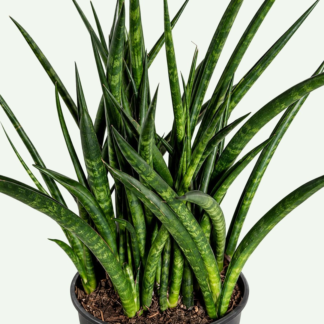 Fernwood Snake Plant (Dracaena 'Fernwood') in a 4″ nursery pot