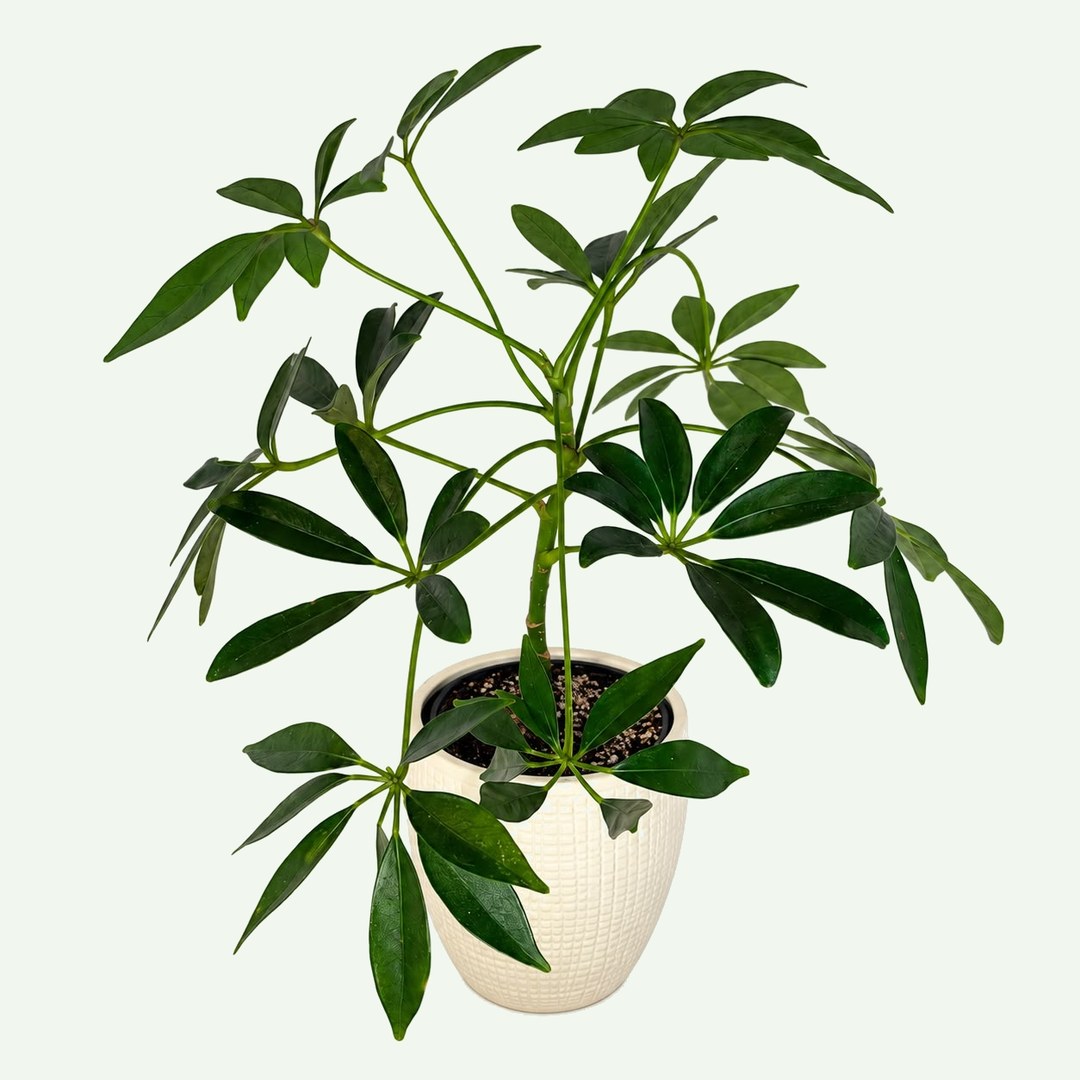 Schefflera arboricola