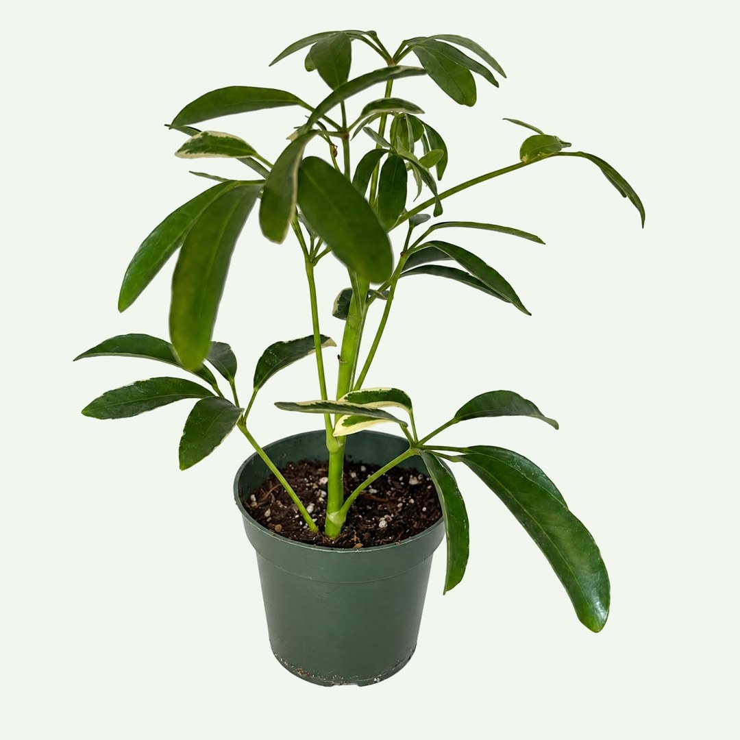 Variegated Schefflera