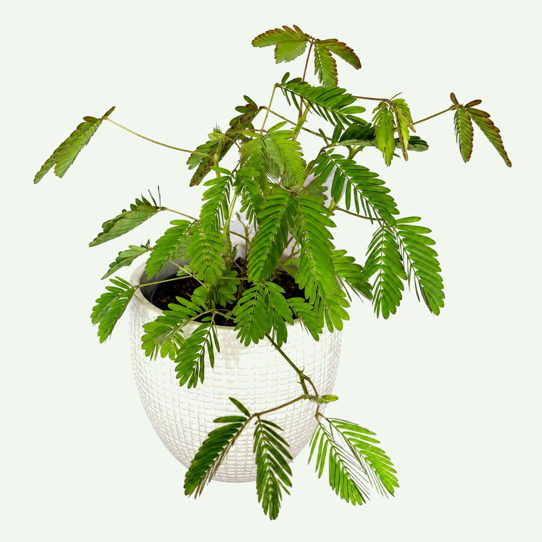 Sensitive Plant (Mimosa pudica) in a 4″ nursery pot