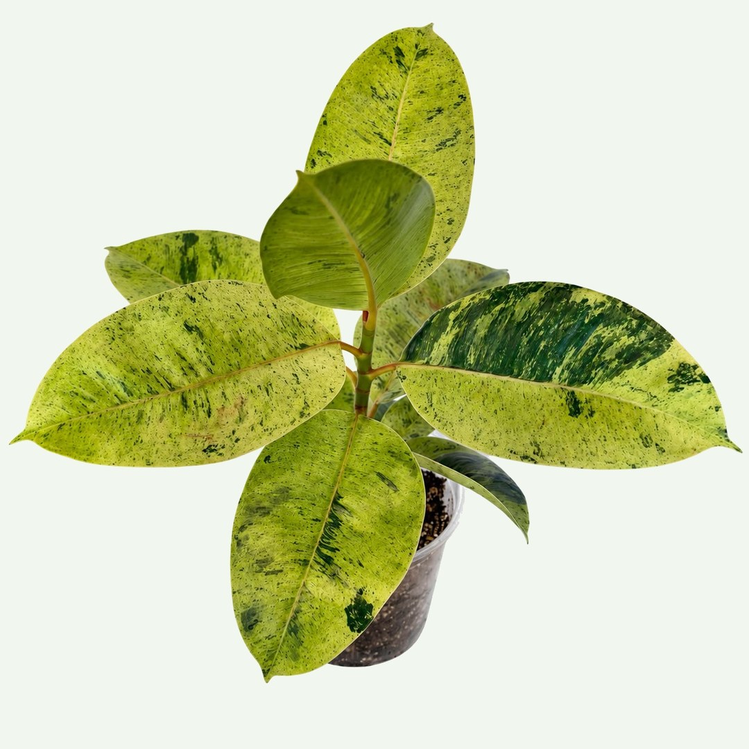 Shivereana Rubber Tree