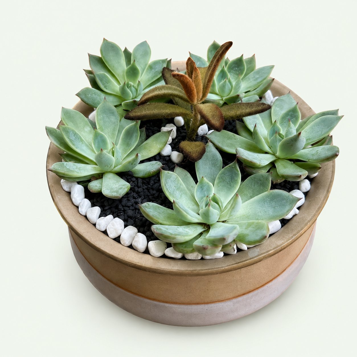 Succulent Bowl – Two-Tone Ceramic