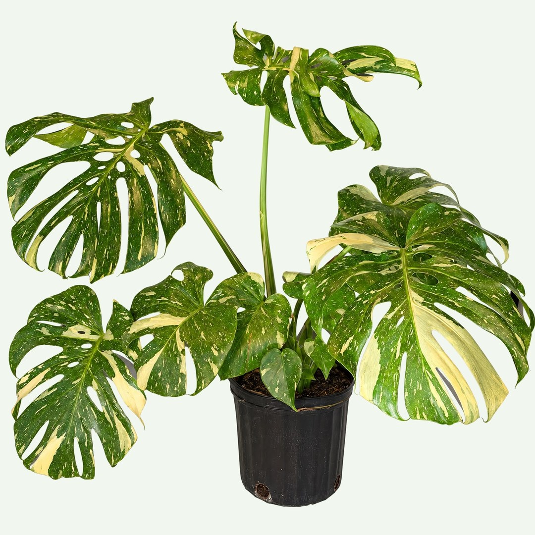 Monstera 'Thai Constellation'