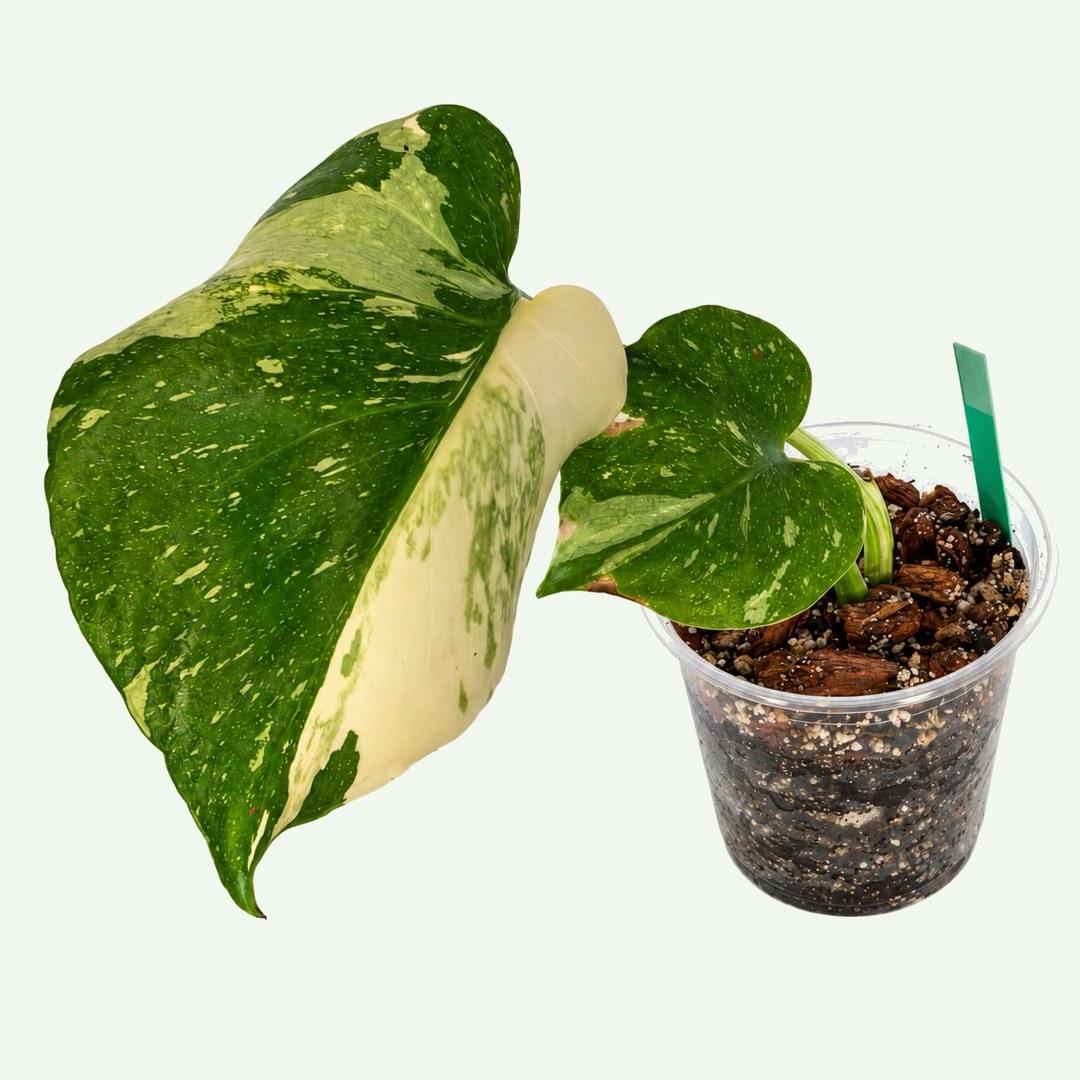 Monstera 'Thai Constellation' – Young