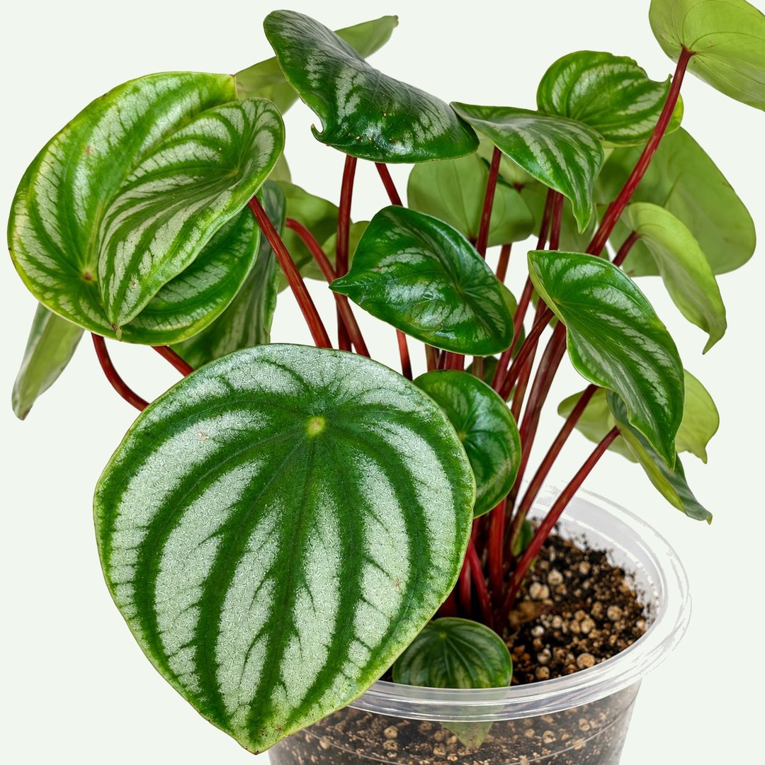 Watermelon Peperomia
