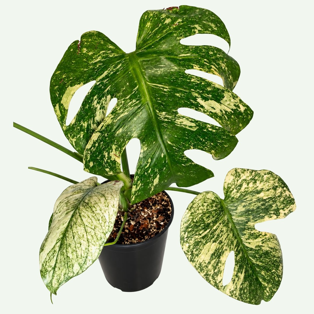 Monstera 'White Monster'