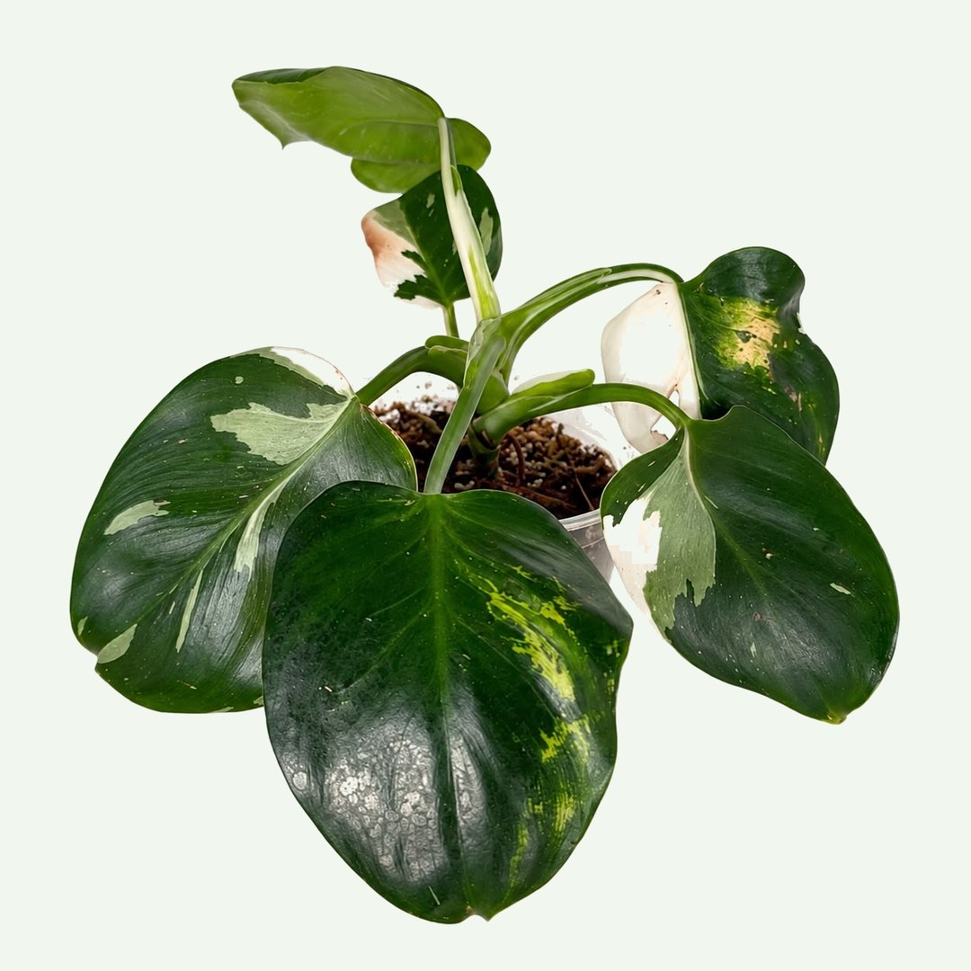 White Wizard Philodendron