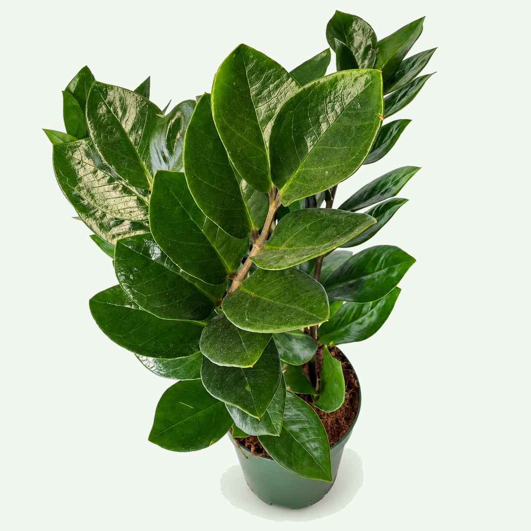 ZZ Plant